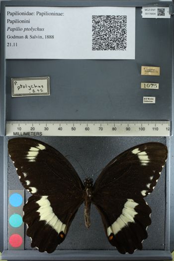 Media type: image;   Entomology 176834